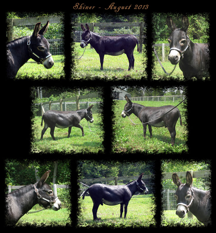 Critter Haven Farm Miniature Donkeys